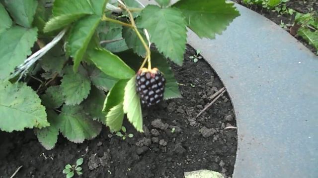 Ежевика Прайм Арк Фридом и Блэк Мэджик 3 месяца после посадки. смотреть онлайн