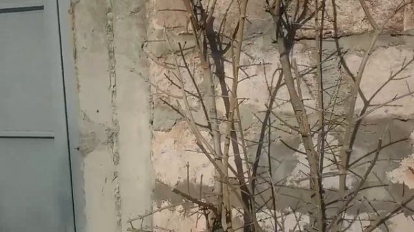 ОБРЕЗКА ГРАНАТА ВЕСНОЙ ЧИТАЙ ОПИСАНИЕ УЗНАЕШЬ КАК Pomegranate pruning