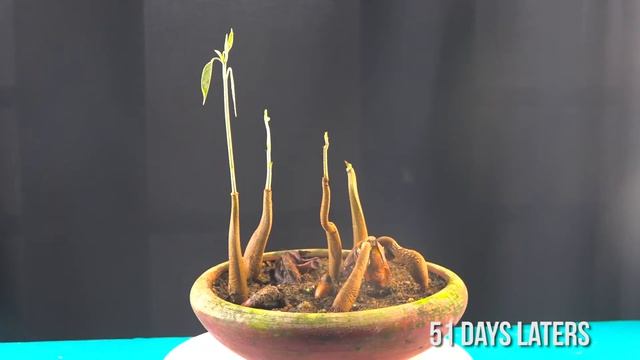 How To Grow Durian Plant From Seeds смотреть онлайн