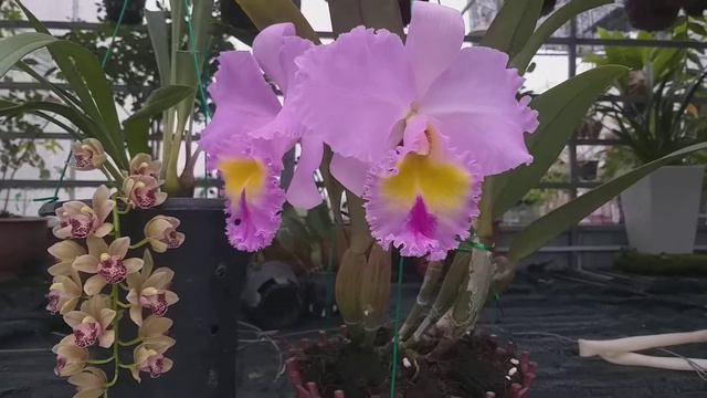 Blc. Pamela Hetherington ‘Coronation’ FCC/AOS смотреть онлайн