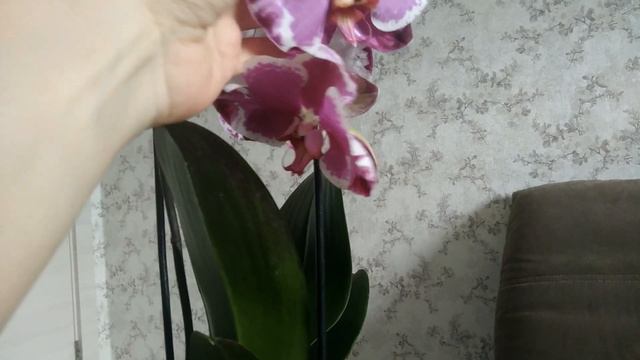 Моя новенькая орхидея. Моя собака. смотреть онлайн