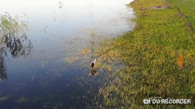 Туровский луг. Природные красоты Беларуси. Сердце Полесья - древний город Туров. смотреть онлайн