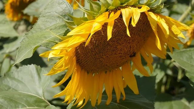 Подсолнухи поле 11. 08. 2018 смотреть онлайн
