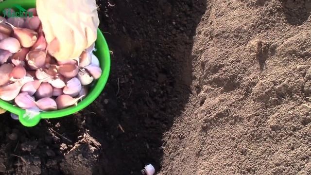 Посадка озимого чеснока в 2 яруса: в 2 раза больше урожая с грядки - 7 дач смотреть онлайн