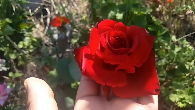 Marcel Pagnol ( MEIsoyris ) / Meilland 1994 - Rose - Rosa - Rosier