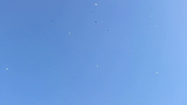 18.10 . 23 Гон голубей. смотреть онлайн