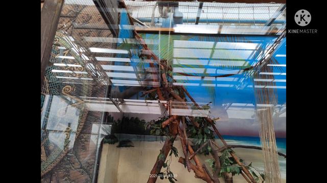 Джунгли Сафари-парка.Прогулка по Солнечному острову смотреть онлайн