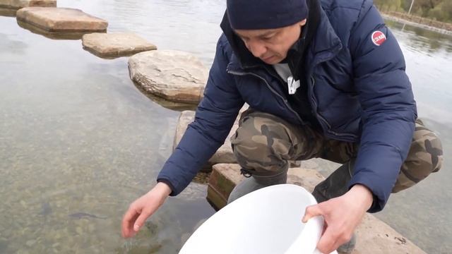 Запускаем осетра ленку в пруд. Запустили осетра в пруд. Ленка - гибрид сибирского осетра и калуги. смотреть онлайн