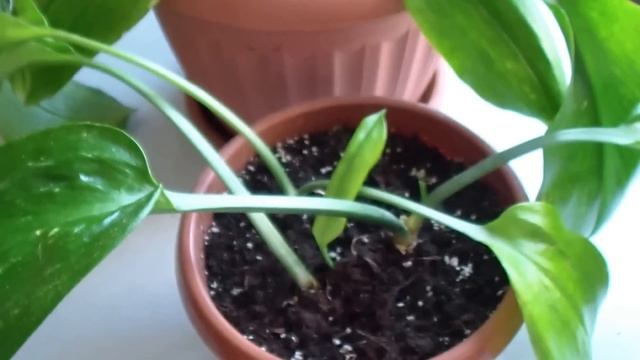 Почему Эухарис НЕ ЦВЕТЕТ и КАК ЗАСТАВИТЬ ЗАЦВЕСТИ ЦВЕТОК !!! смотреть онлайн