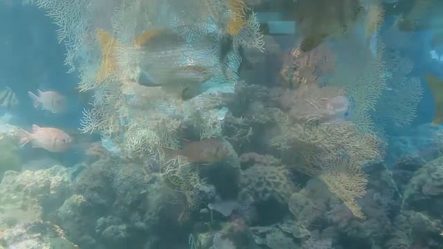 Подводный сад смотреть онлайн