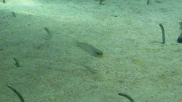 Filterfish and Sandworm-thingies смотреть онлайн