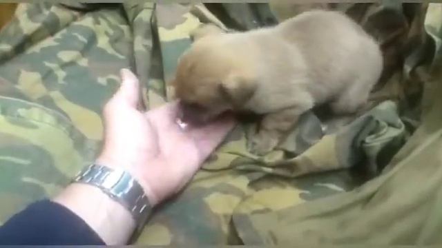 Нашёл щенков! Щенок ищет своего хозяина🙏 смотреть онлайн