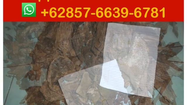 Suppliers +62 857-6639-6781 ( WhatsApp) , Agarwood oil price per kg смотреть онлайн