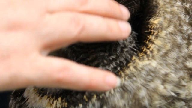 Great Gray Owl's Ear смотреть онлайн