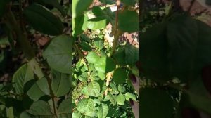 Принцесса Киши - роза японской селекции