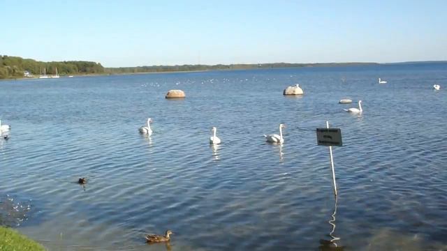 Лебеди на озере Нарочь смотреть онлайн