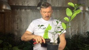 Формирование кроны лимона еще подробнее ;)