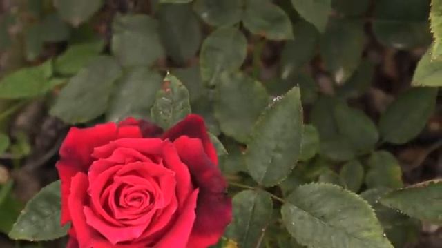 темно красная роза Аппер Класс, питомник роз полины козловой rozarium.biz, dark red rose upper Clas смотреть онлайн