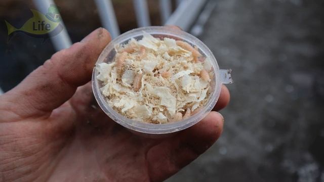 Топ 4 насадки на крупного карася! На какие наживки клюет только крупный карась? смотреть онлайн