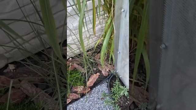 Декоративна трава. Міскантус. Міскантус Зебрина. смотреть онлайн