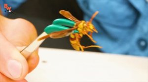 УКУС ОСЫ ПАЛАЧА / Койот Питерсон на русском