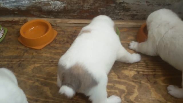 Бугай Алабай. 1 месяц щенкам от Тотоса и Дивы. Щенки по линии Бира(отцовская) и Байнака(материнская смотреть онлайн