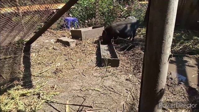 Мои вьетнамские свиньи смотреть онлайн