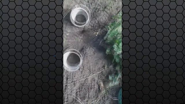 ❤🏡Ах эти милые животные на даче! смотреть онлайн