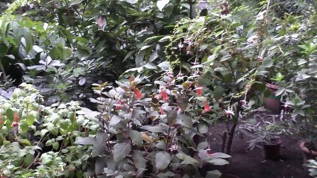 Сибирские просторы. Сибирский ботанический сад. смотреть онлайн