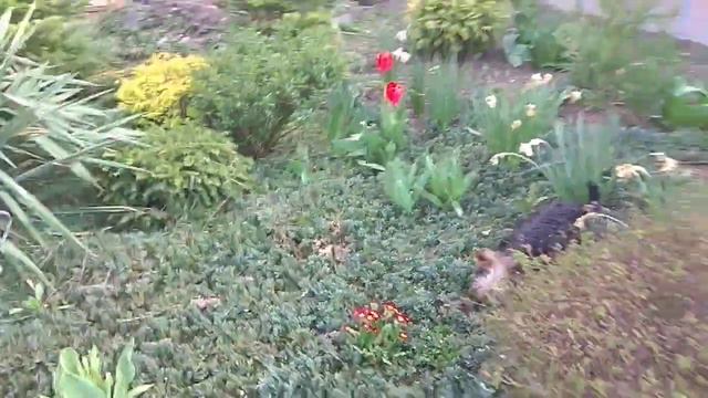 Жизнь питомника.Щенки в продаже.Шпиц.Йорк.(5) смотреть онлайн