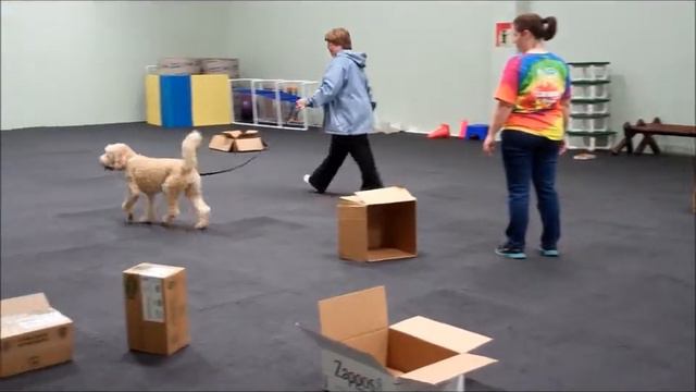 Intro to Nose Work - Beaudie (Week 4) смотреть онлайн