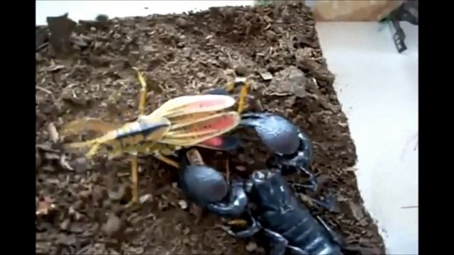 Pandinus Imperator eat a Huge Locust смотреть онлайн