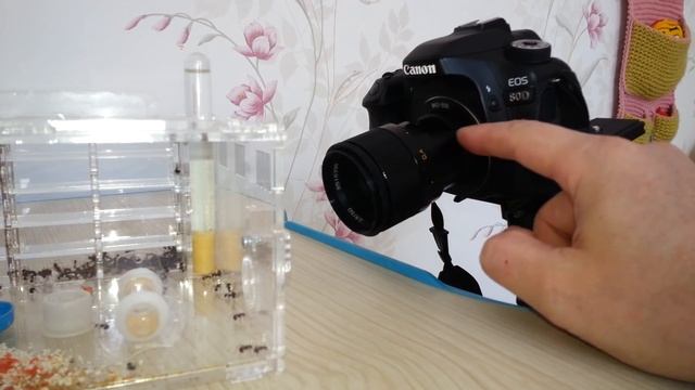 Макрорельсы. Как снимать муравьев на зеркальную камеру Canon смотреть онлайн