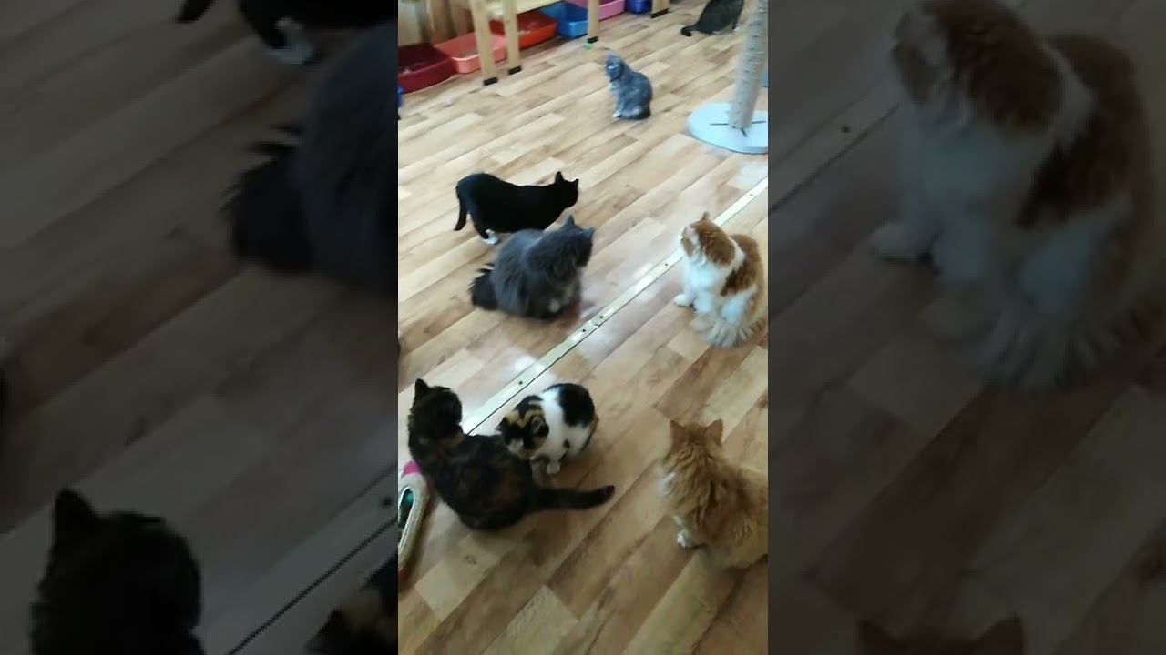 #shorts# Ничего не происходит!