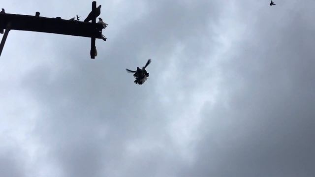 Особенности разделения голубов от голубок на зимний период. Осенний гон голубей смотреть онлайн