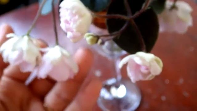 огляд сорту міні фіалки Rose Garden смотреть онлайн