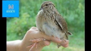 ФОЗИЛ КОРИ БЕДАНА ХАКИДА РИВОЯТ ЭСЛАТМА