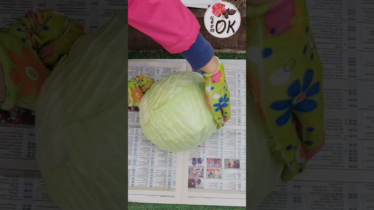 КАПУСТА БУДЕТ ХРАНИТЬСЯ ДО ЛЕТА #shorts смотреть онлайн