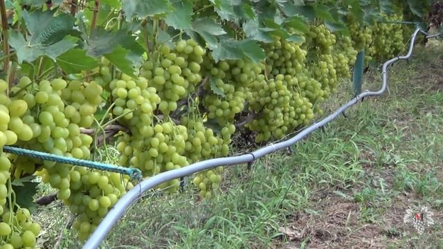 Виноград Аркадия. Один из лучших Сортов винограда! смотреть онлайн