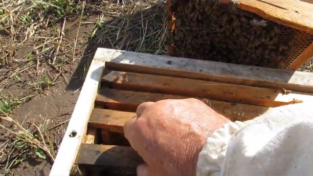 Сентябрь. Пчелопакеты. Хакасия. смотреть онлайн