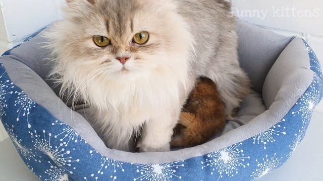 Золотая Британская Длинношерстная кошка Ася и ее невероятно красивые детки смотреть онлайн