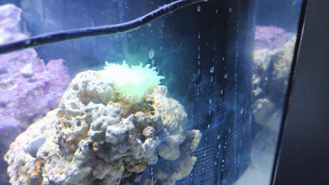 Fluval Sea Flex 32.5 - My daughter's first Reef Tank смотреть онлайн