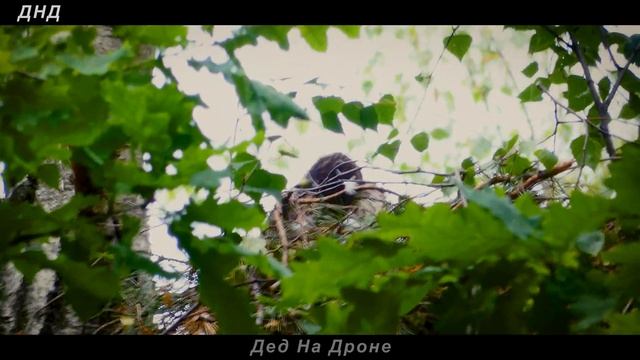 Ястреб-тетеревятник с птенцами. Ч-2 Тест Panasonic Lumix DC-FZ82. 4К. Москва Кусково. 3 июня 2023 г смотреть онлайн
