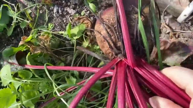 #влог ? УКРАСИЛИ дом ? к Новому году/ Переезд на юг/ Урожай в декабре/ Life in Russia смотреть онлайн