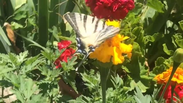 67. Бабочка и Рэгтайм! Скотт Джоплин Аргентинская серенада. Фортепиано смотреть онлайн