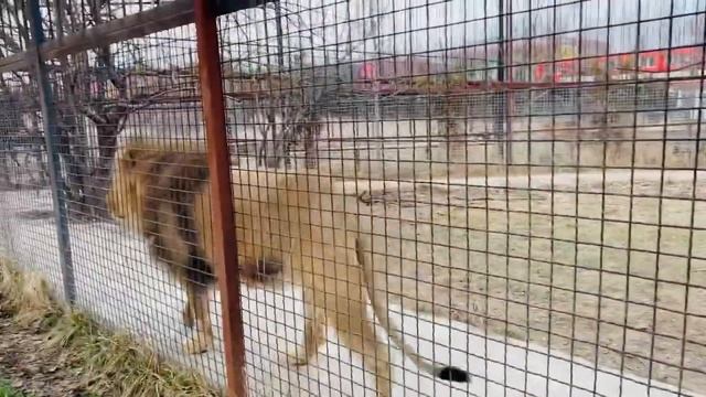 Друзья, зоопаркам Мариуполя и Донецка нужно продолжать помогать, да и не только им! смотреть онлайн