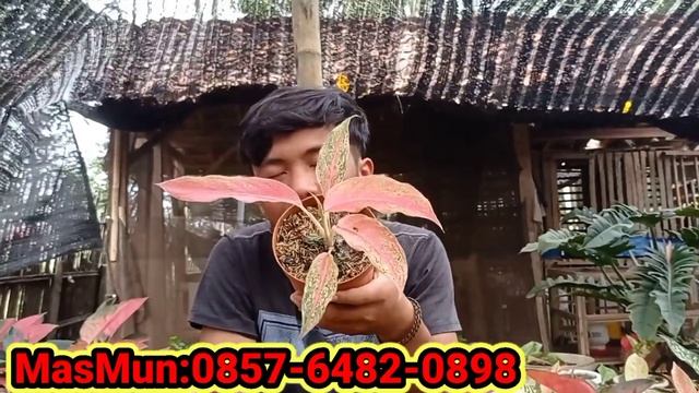 HARGA TURUN LAGI | OBRAL AGLONEMA MURAH COCOK BUAT PEMULA смотреть онлайн