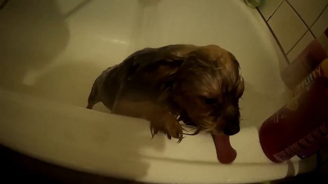 Фикс-надо, надо умываться по утрам и вечерам. смотреть онлайн