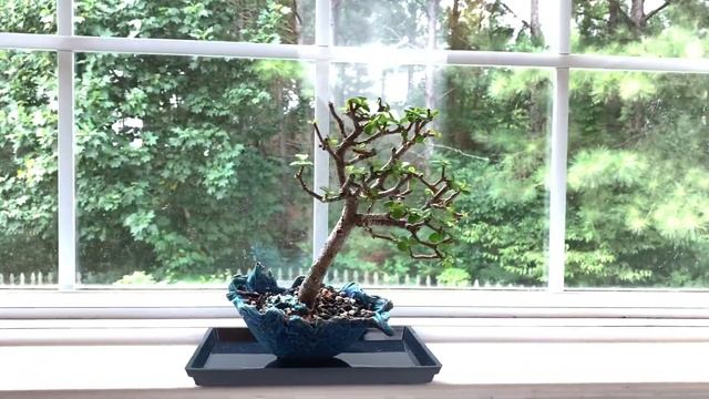 3 Species For Growing  Bonsai Trees Indoors - The Bonsai Supply