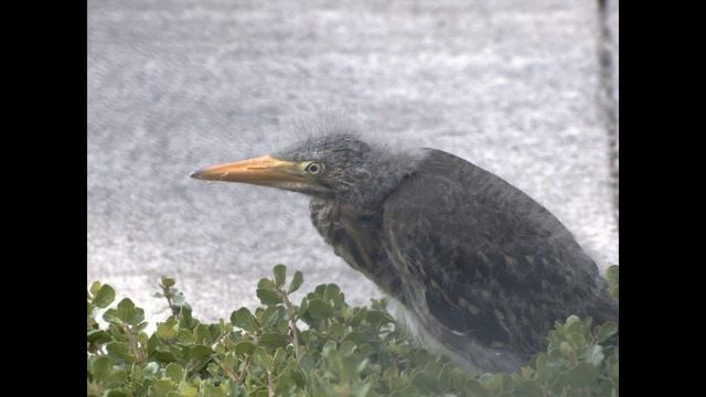 Baby Heron Leaves the Nest смотреть онлайн